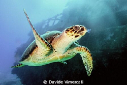 a turtle welcomes the party just arrived at mama vina wre... by Davide Vimercati 